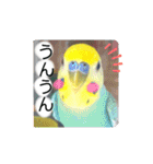 愛しのインコ・優しい言葉（個別スタンプ：13）