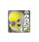 愛しのインコ・優しい言葉（個別スタンプ：14）