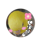 愛しのインコ・優しい言葉（個別スタンプ：15）