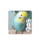 愛しのインコ・優しい言葉（個別スタンプ：16）