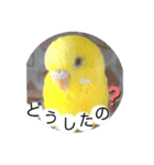 愛しのインコ・優しい言葉（個別スタンプ：17）