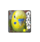 愛しのインコ・優しい言葉（個別スタンプ：19）