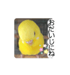 愛しのインコ・優しい言葉（個別スタンプ：21）