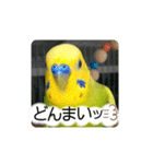 愛しのインコ・優しい言葉（個別スタンプ：22）