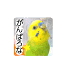 愛しのインコ・優しい言葉（個別スタンプ：24）