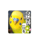 愛しのインコ・優しい言葉（個別スタンプ：26）