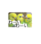 愛しのインコ・優しい言葉（個別スタンプ：27）