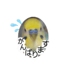 愛しのインコ・優しい言葉（個別スタンプ：28）