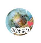 愛しのインコ・優しい言葉（個別スタンプ：29）