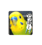 愛しのインコ・優しい言葉（個別スタンプ：30）