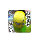 愛しのインコ・優しい言葉（個別スタンプ：31）