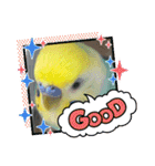 愛しのインコ・優しい言葉（個別スタンプ：39）