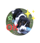 わが家の愛犬❤️（個別スタンプ：1）