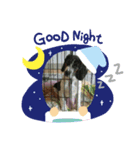 わが家の愛犬❤️（個別スタンプ：2）