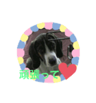 わが家の愛犬❤️（個別スタンプ：4）