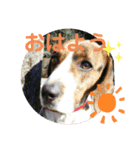わが家の愛犬❤️（個別スタンプ：5）
