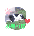わが家の愛犬❤️（個別スタンプ：6）