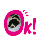 わが家の愛犬❤️（個別スタンプ：7）