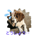 わが家の愛犬❤️（個別スタンプ：8）