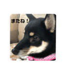 柴犬のさつきちゃん（個別スタンプ：4）