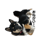柴犬のさつきちゃん（個別スタンプ：5）