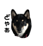 柴犬のさつきちゃん（個別スタンプ：6）