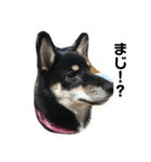 柴犬のさつきちゃん（個別スタンプ：7）