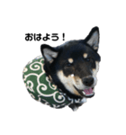 柴犬のさつきちゃん（個別スタンプ：8）