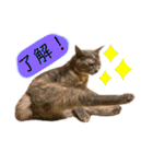 猫やら犬やら人間やら（個別スタンプ：1）