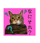 猫やら犬やら人間やら（個別スタンプ：2）