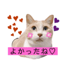 猫やら犬やら人間やら（個別スタンプ：3）