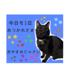 猫やら犬やら人間やら（個別スタンプ：4）
