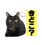 猫やら犬やら人間やら（個別スタンプ：5）