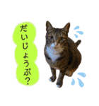 猫やら犬やら人間やら（個別スタンプ：6）