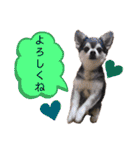 猫やら犬やら人間やら（個別スタンプ：7）
