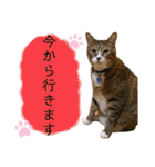 猫やら犬やら人間やら（個別スタンプ：8）