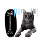 猫やら犬やら人間やら（個別スタンプ：9）