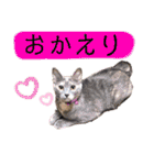 猫やら犬やら人間やら（個別スタンプ：10）