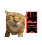 猫やら犬やら人間やら（個別スタンプ：11）