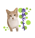 猫やら犬やら人間やら（個別スタンプ：12）