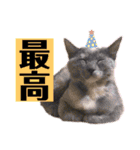 猫やら犬やら人間やら（個別スタンプ：13）