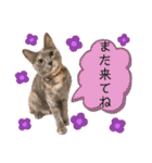 猫やら犬やら人間やら（個別スタンプ：14）