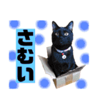 猫やら犬やら人間やら（個別スタンプ：15）