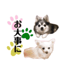猫やら犬やら人間やら（個別スタンプ：16）