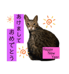 猫やら犬やら人間やら（個別スタンプ：17）