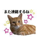 猫やら犬やら人間やら（個別スタンプ：18）