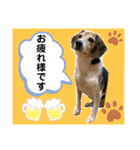 猫やら犬やら人間やら（個別スタンプ：19）