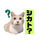 猫やら犬やら人間やら（個別スタンプ：20）