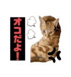 猫やら犬やら人間やら（個別スタンプ：21）