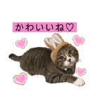 猫やら犬やら人間やら（個別スタンプ：22）